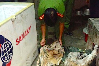 Nghệ An: Phát hiện 2 con hổ đóng băng nhập từ Lào về Việt Nam