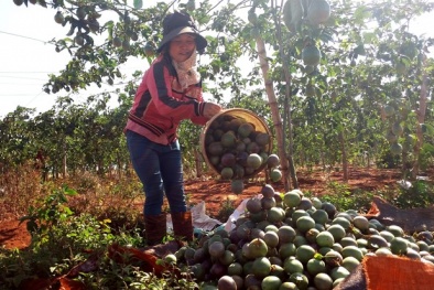 Chanh dây rớt giá, người dân vẫn trồng ào ạt