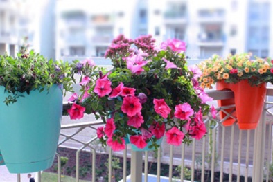 Những loại hoa trồng ban công phù hợp nhất (P2)