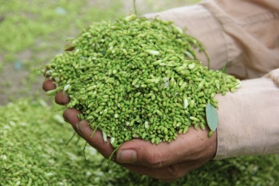 Kỹ thuật trồng cây hoa hòe đón tài lộc trước hiên nhà