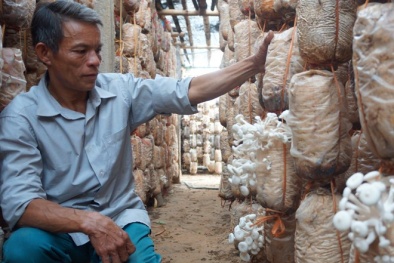 Từ người làm thuê trở thành chủ trang trại nấm tiền tỷ