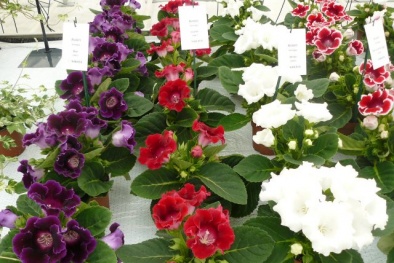 Kỹ thuật trồng hoa chuông tình yêu cho ban công thêm lãng mạn