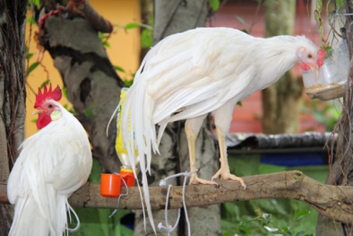 Nở rộ trào lưu kinh doanh gà độc, lạ cho năm Đinh Dậu