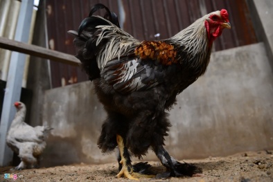 Mê mẩn những giống gà ngoại siêu đắt được săn lùng tại Việt Nam