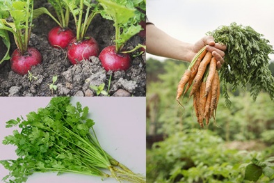 Nên trồng rau củ gì vào mùa thu đông lạnh giá?