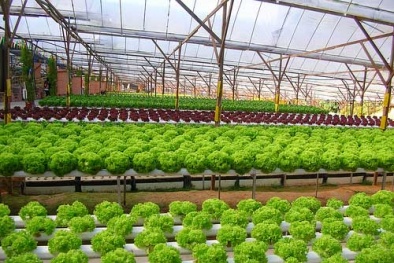 Bí quyết làm giàu của chàng trai trẻ bỏ Nhật Bản về Việt Nam... trồng rau