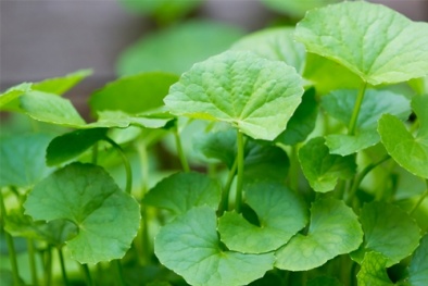 Tác hại đáng sợ của rau má nếu quá lạm dụng