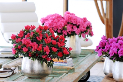 Kỹ thuật trồng hoa đỗ quyên cho ban công đa dạng sắc màu