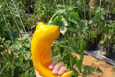 Thú vị loại 'ớt sừng bò' khổng lồ nửa kg một trái trồng không kịp bán