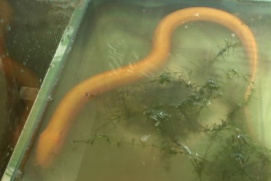 Vĩnh Long: Bắt được lươn vàng quý hiếm đại gia trả giá 50 triệu không bán