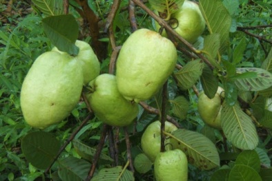 Kỹ thuật trồng ổi không hạt cho quả sai trĩu cành quanh năm