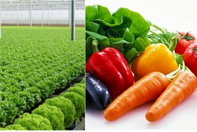 Bộ NN&PTNT đưa ra quy định bắt buộc để sản xuất rau quả an toàn