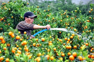 Kỹ thuật trồng và chăm sóc quất cảnh cho quả sai