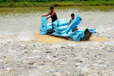Đồng Tháp: Nhân rộng mô hình nuôi cá tra thâm canh đạt chứng nhận VietGap