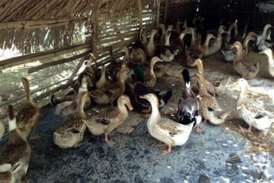 Nuôi vịt biển thu lãi trên 300.000 đồng/ngày