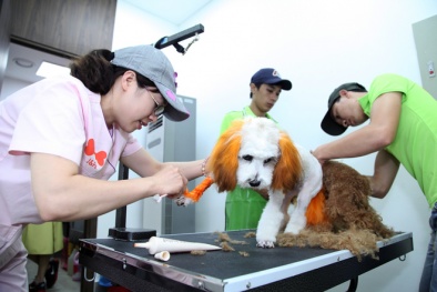 Dịch vụ spa thú cưng kiếm bộn tiền mỗi tháng khi mùa đông đến