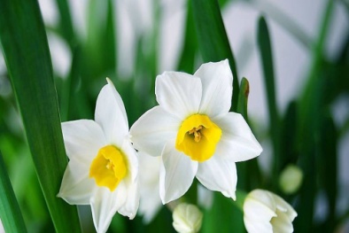 Kỹ thuật trồng hoa thủy tiên trong chậu đẹp ngất ngây