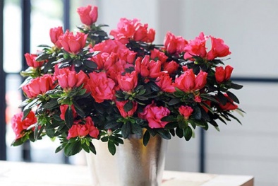 Những loại cây cảnh chứa kịch độc mà trẻ em không thể lại gần