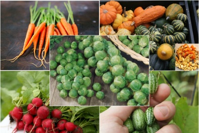 Những loại rau củ cực xinh, cực tốt cho sức khỏe nên trồng tại vườn nhà