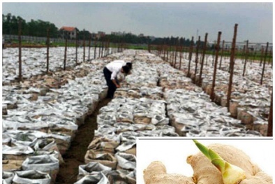 Kỹ thuật trồng và bón phân cho gừng trong bao năng suất vượt trội