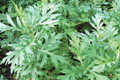 Rùng mình trước tác dụng phụ vô cùng đáng sợ của lá ngải cứu