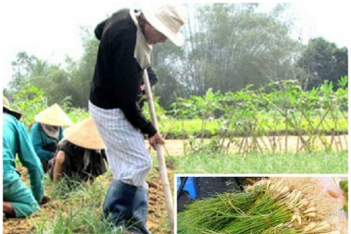 Kỹ thuật trồng và chăm sóc cây kiệu cho năng suất cao đều củ