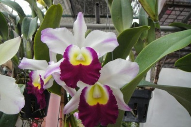 Kỹ thuật trồng và chăm sóc hoa cát lan - Nữ hoàng các loài hoa