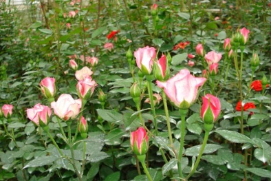 Nhiều vườn hoa tại Hà Nội đang đợi ngày 20/11 để ‘bung lụa’
