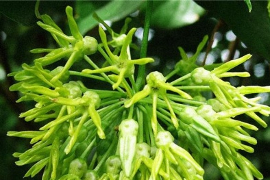 Hoa Thiên Lý: Vị thuốc chữa bệnh không nhiều người biết