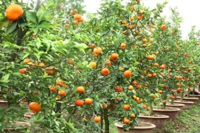 Kỹ thuật trồng và chăm sóc quất cảnh ra nhiều quả để chơi tết