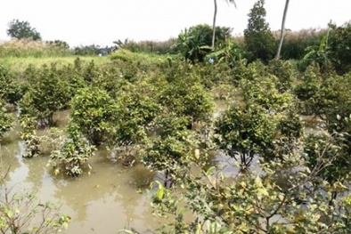 TP. Hồ Chí Minh: Hàng chục ngàn gốc mai Tết bị ngập úng vì triều cường