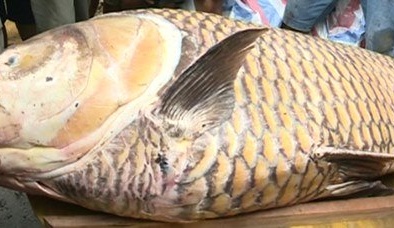 Cận cảnh cá hô vàng trị giá 300 triệu đồng sa lưới ngư dân