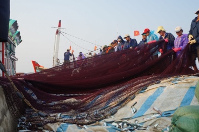 Đẩy nhanh hơn nữa công tác bồi thường thiệt hại sự cố môi trường biển 