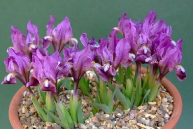 Kỹ thuật trồng và chăm sóc cây Diên Vĩ nở hoa lung linh