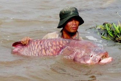 Cá hô - 'một con cá bằng mấy cây vàng' và những câu chuyện ly kỳ...