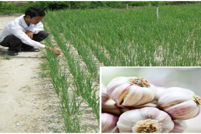 Kỹ thuật trồng và chăm sóc tỏi cho năng suất vượt trội