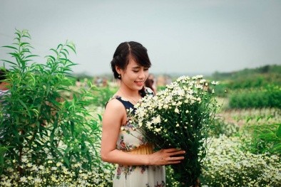 Thiếu nữ Hà Thành nô nức chụp ảnh vườn hoa cúc họa mi