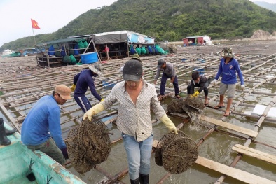 Khánh Hòa: Nghề 'độc', kiếm hàng chục triệu đồng mỗi tháng