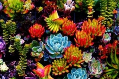 Kỹ thuật trồng và chăm sóc cây sen đá đa dạng sắc màu