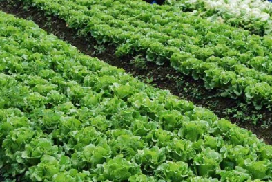 Kỹ thuật trồng và chăm sóc rau xà lách cho năng suất bội thu