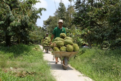 Nông dân vùng ngập lũ thượng nguồn sông Tiền trúng lớn nhờ sầu riêng