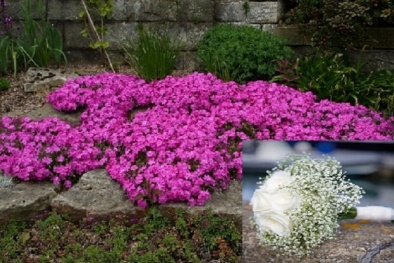 Kỹ thuật trồng và chăm sóc cây hoa baby đẹp và tươi lâu