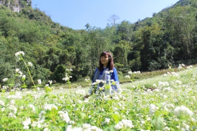 Hoa tam giác mạch trắng bung nở ở Lạng Sơn 