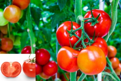 Kỹ thuật trồng cây và bón phân cho cây cà chua ăn không hết quả