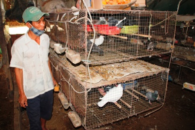 Ông chủ của 1.000 cặp chim ở Đà Nẵng 'lãi khủng' nhờ nuôi bồ câu lai Pháp