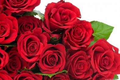 Kỹ thuật trồng cây hoa hồng bằng phương pháp giâm cành đơn giản