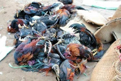 Quảng Ninh: Chở 1 tấn gà nhập lậu bốc mùi hôi thối đi tiêu thụ