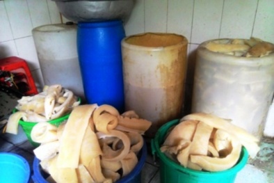 Tiêu hủy gần nửa tấn bì lợn và tóp mỡ không đảm bảo