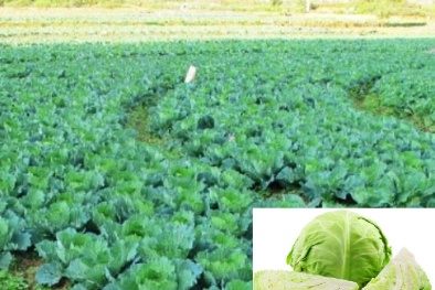 Kỹ thuật trồng rau bắp cải cuộn chặt, tươi non mà không bị sâu bệnh