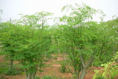 Kỹ thuật trồng cây chùm ngây năng suất cao và chất lượng tốt